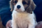 Štenad kavalira iz Malog Zmaja