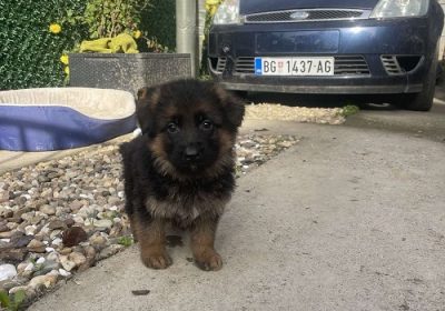 1-nemacki-ovcarZ1125