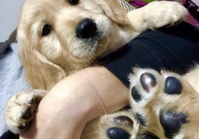 1-zlatniretriverBT1125