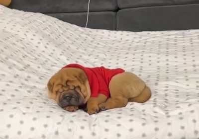 1viber_slika_2025-11-02_21-15-25-477