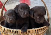 Labrador retriver štenci