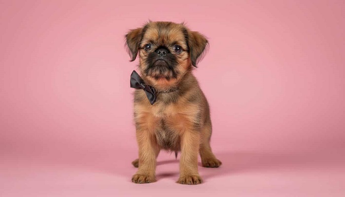 Briselski Grifon – vrhunsko muško štene