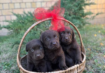 6aae16e7-0518-4239-ac28-67907ef5348f