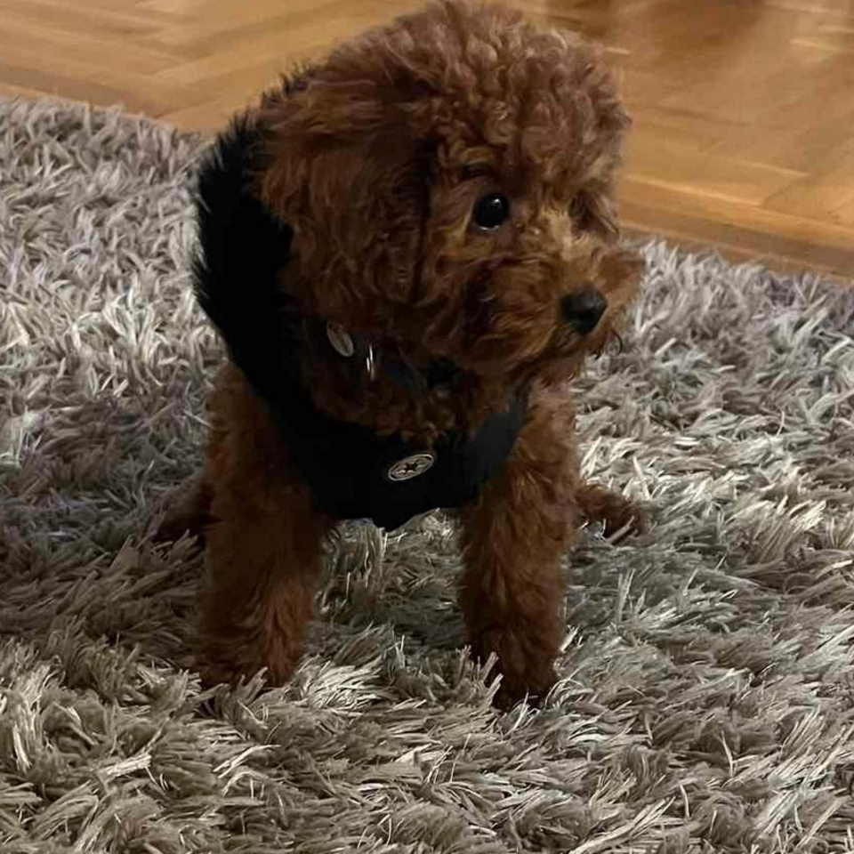 Neodoljive pudle toy i teacup