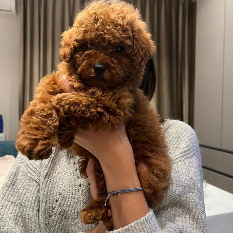 Neodoljive pudle toy i teacup