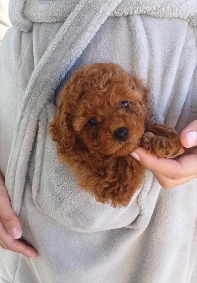 Neodoljivi stenci Toy pudle