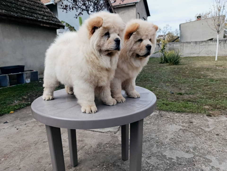 Na prodaju dva mužjaka chow chow stari tri meseca