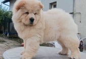 Na prodaju dva mužjaka chow chow stari tri meseca