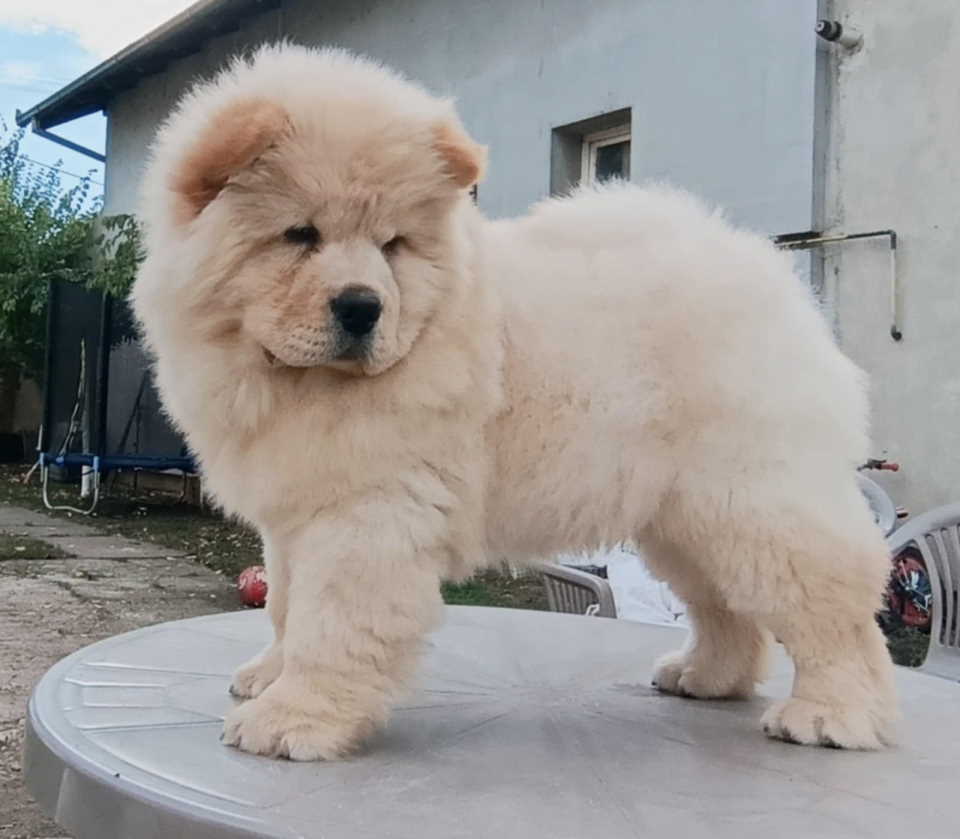 Na prodaju dva mužjaka chow chow stari tri meseca