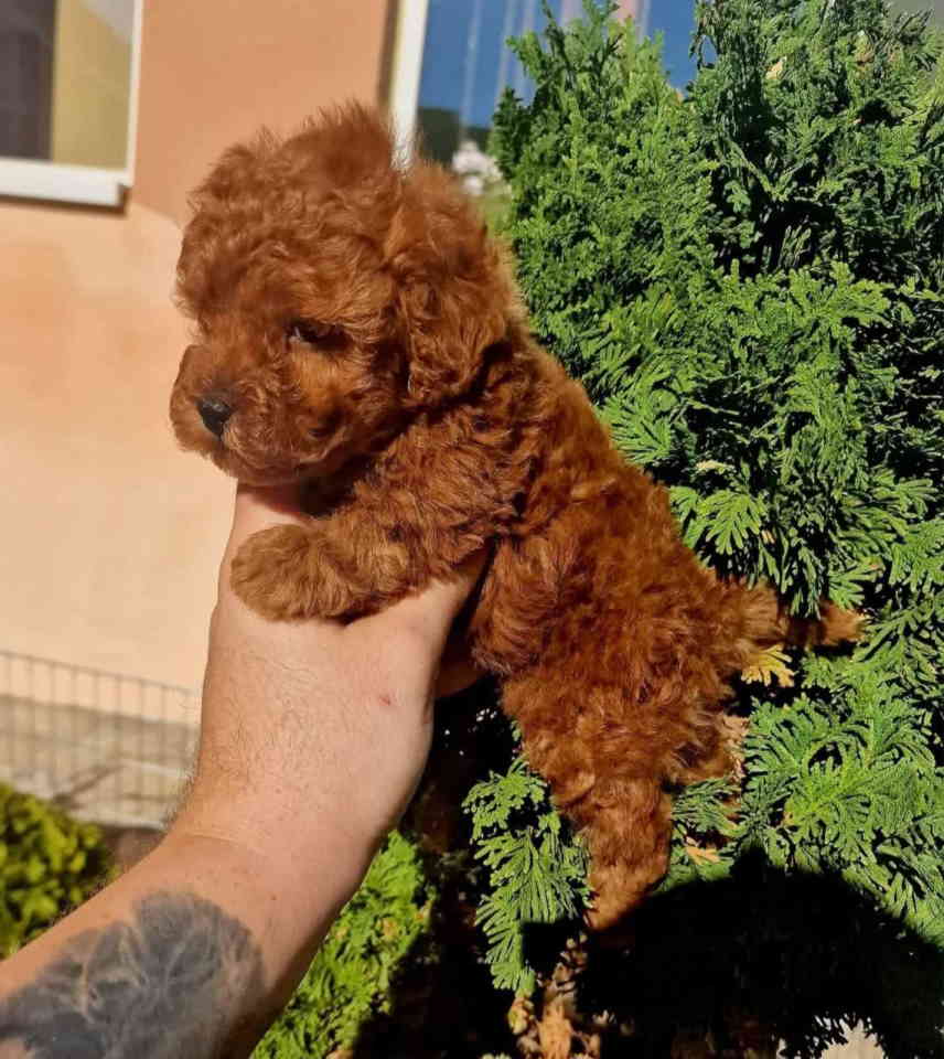 Najmanje pudle, od najlepsih roditelja u Evropi