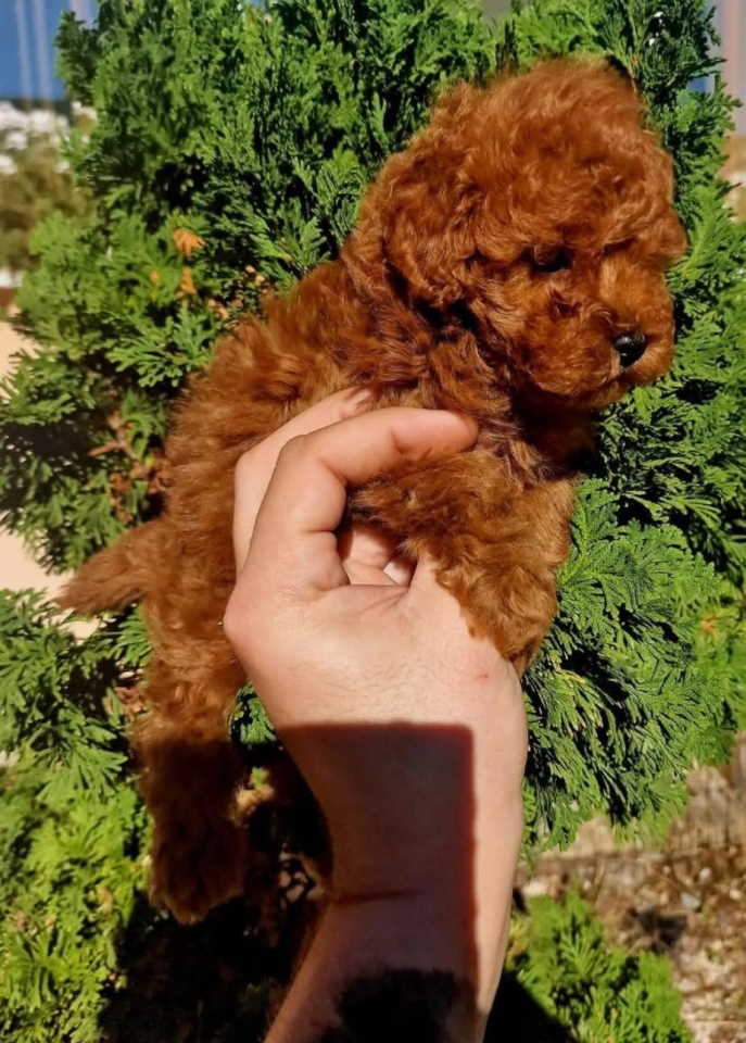 Najmanje pudle, od najlepsih roditelja u Evropi