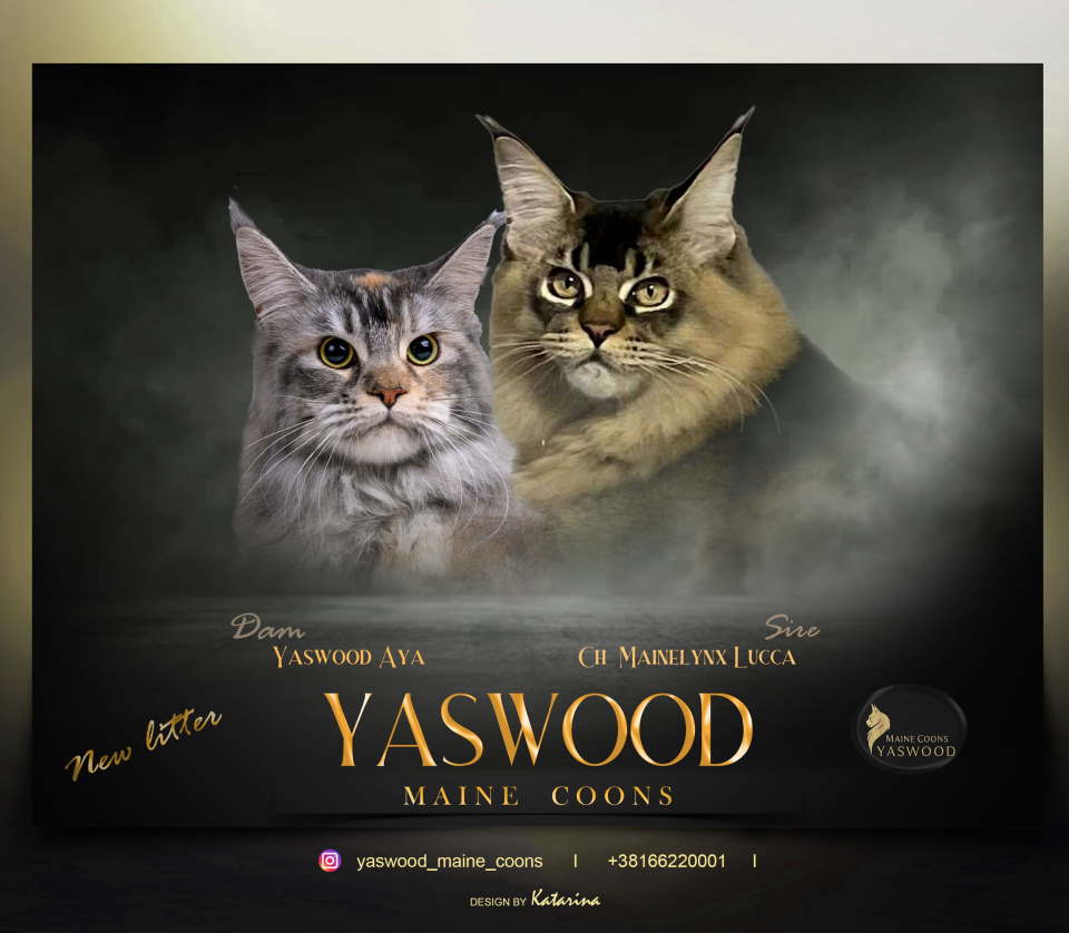 Maine Coon / Mejn Kun macici