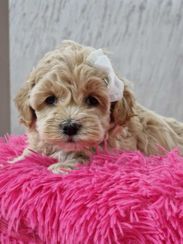Neodoljivi stenci maltipoo,