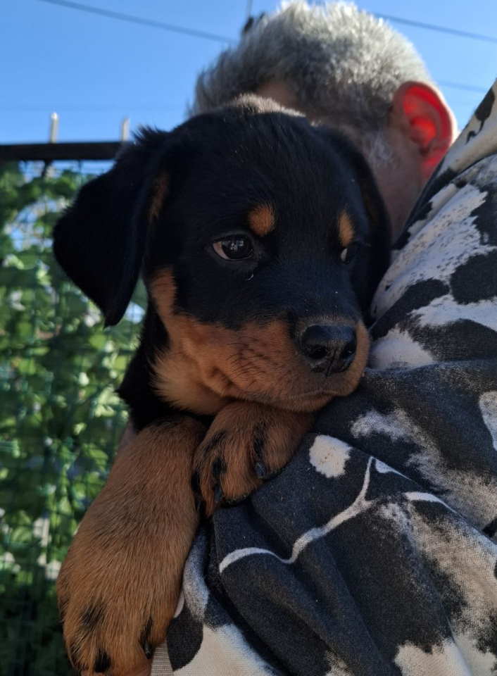 Rotvajler 4 muška šteneta