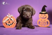 Štenci Labrador retrivera na prodaju!