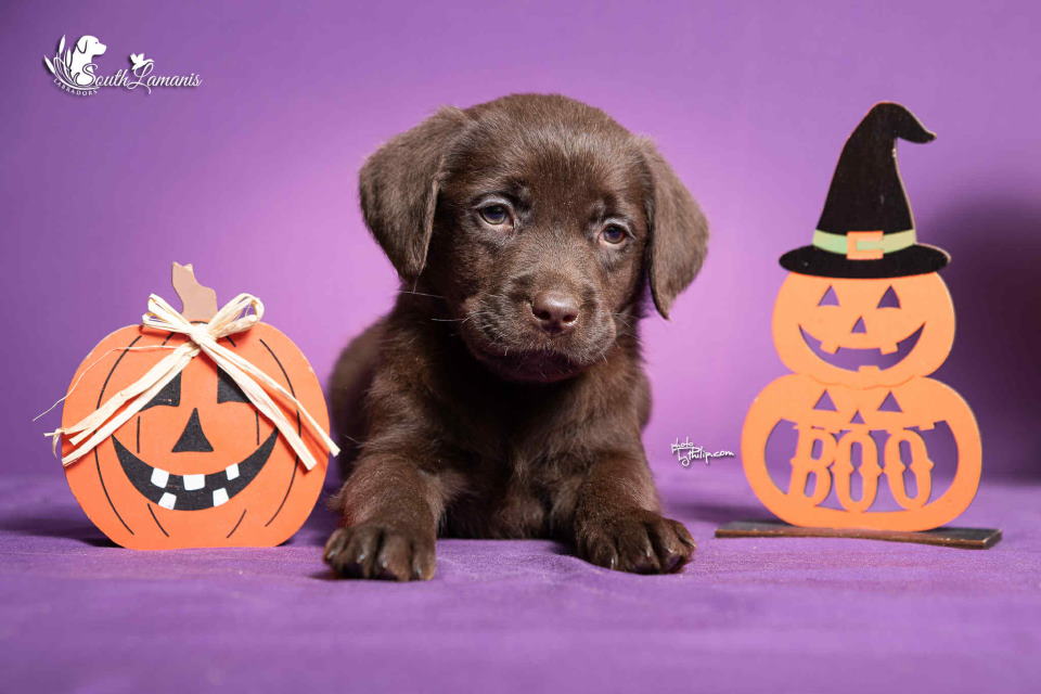 Štenci Labrador retrivera na prodaju!