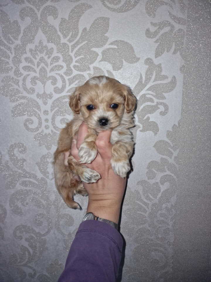 Prodajem preslatke kuce maltipoa