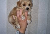 Prodajem preslatke kuce maltipoa