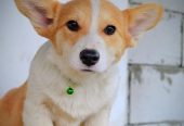 Velški korgi/Welsh Corgi Pembroke
