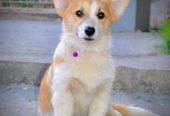 Velški korgi/Welsh Corgi Pembroke