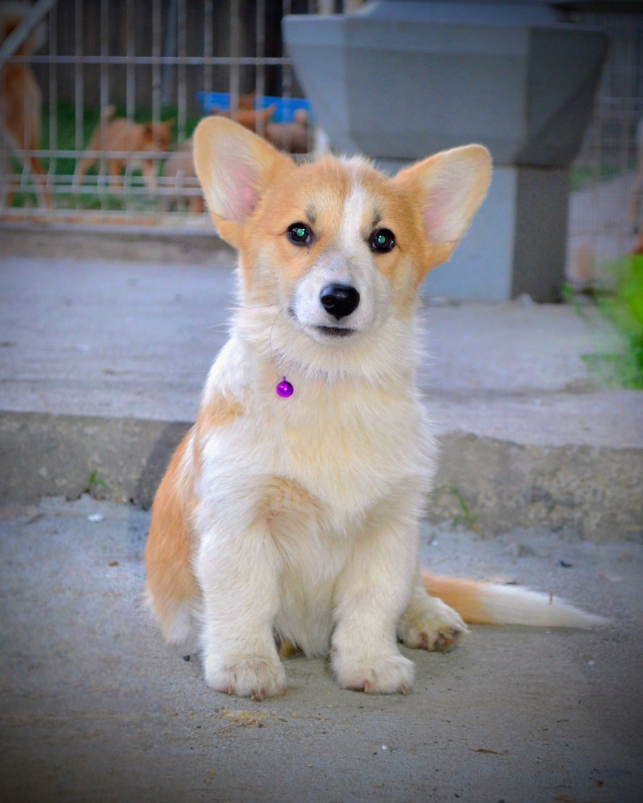 Velški korgi/Welsh Corgi Pembroke