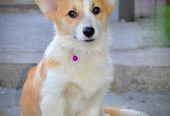 Velški korgi/Welsh Corgi Pembroke