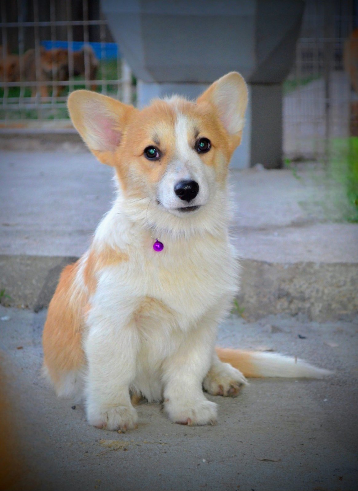 Velški korgi/Welsh Corgi Pembroke