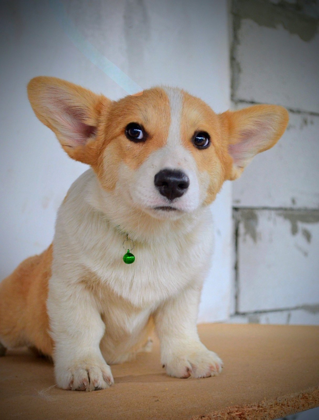 Velški korgi/Welsh Corgi Pembroke