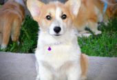 Velški korgi/Welsh Corgi Pembroke