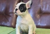 Francuski Buldog prelepi štenci