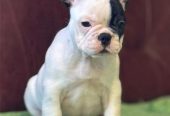 Francuski Buldog prelepi štenci