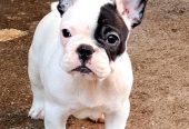 Francuski Buldog prelepi štenci