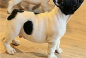 Francuski Buldog prelepi štenci