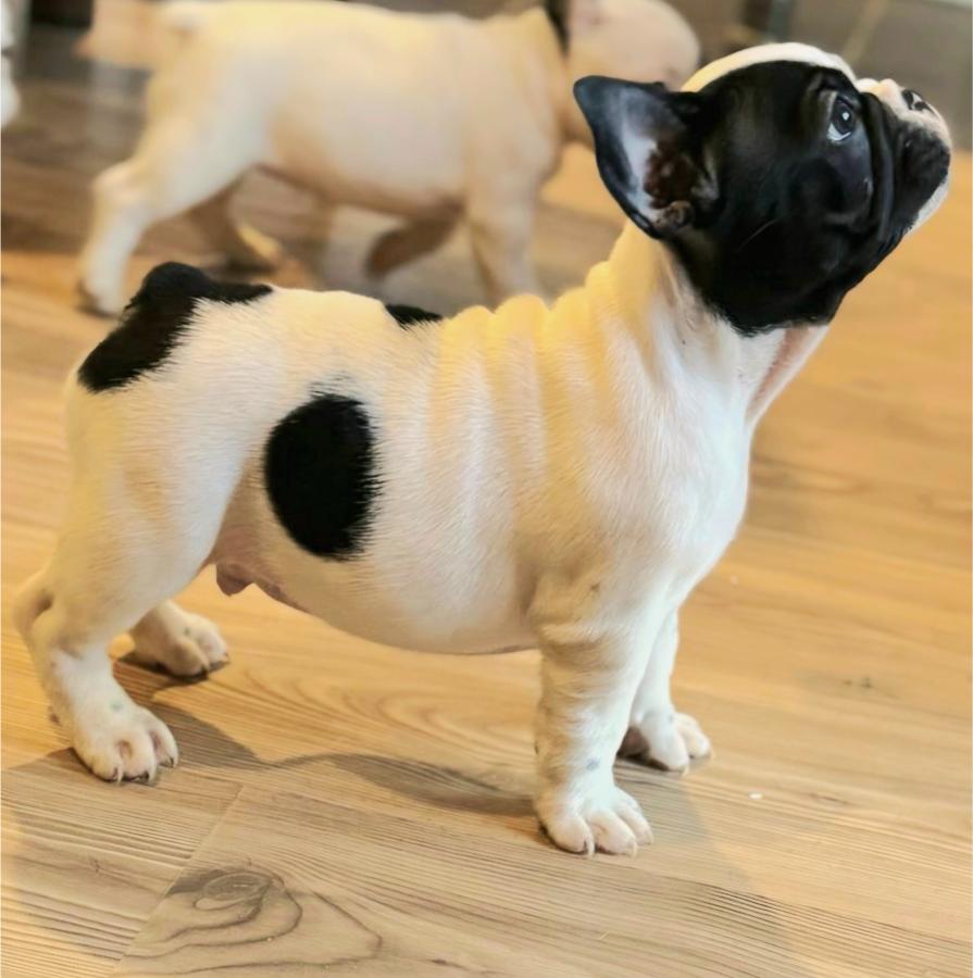 Francuski Buldog prelepi štenci