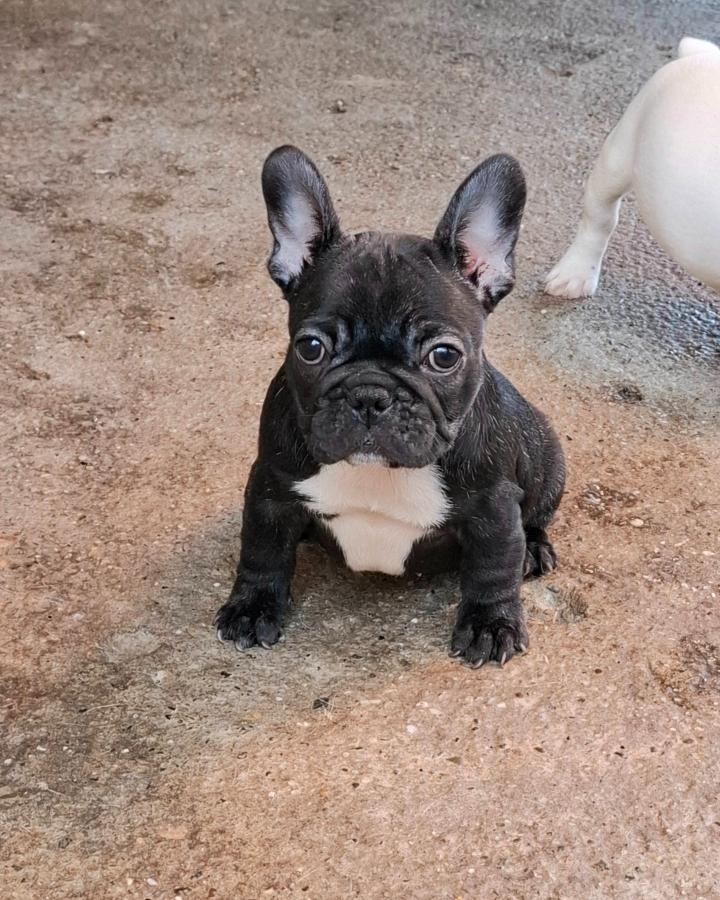 Francuski Buldog prelepi štenci