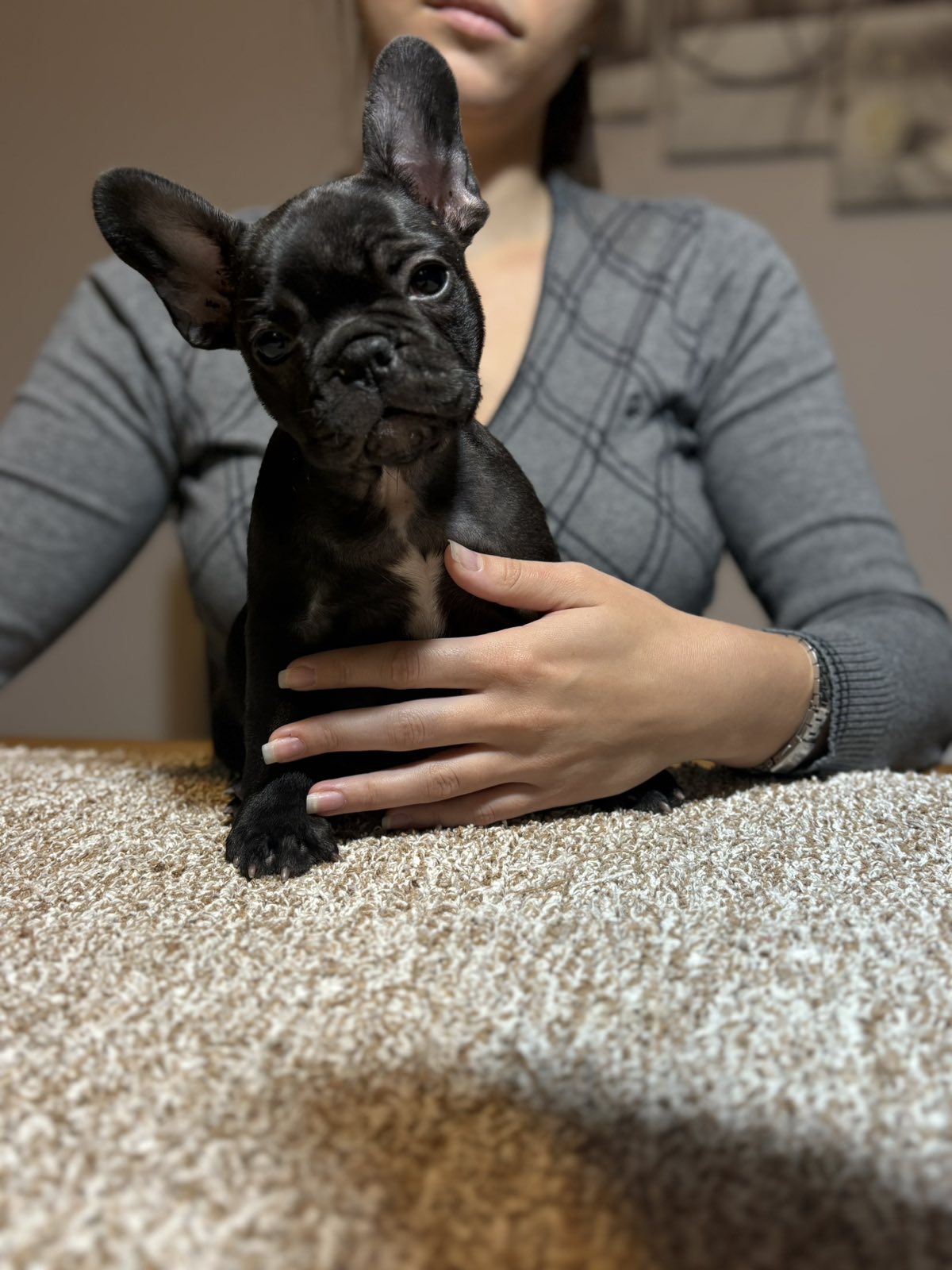 Dve ženke francuskog buldoga