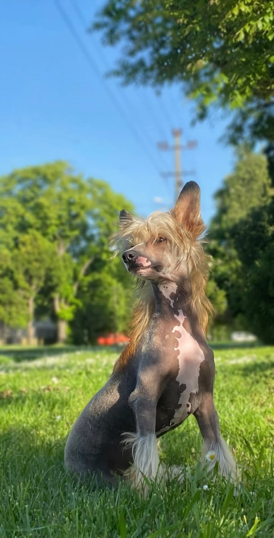 Kineski Ćubasti Pas Štenci