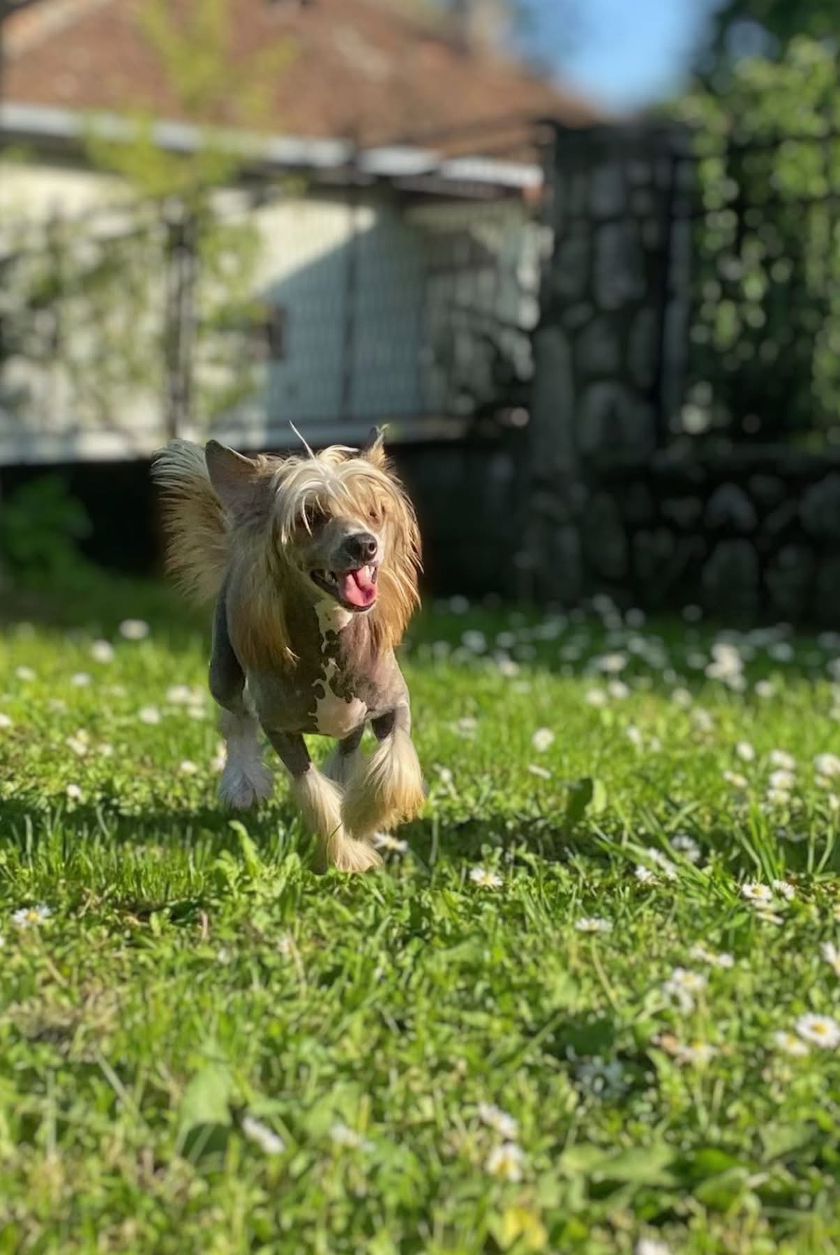 Kineski Ćubasti Pas Štenci