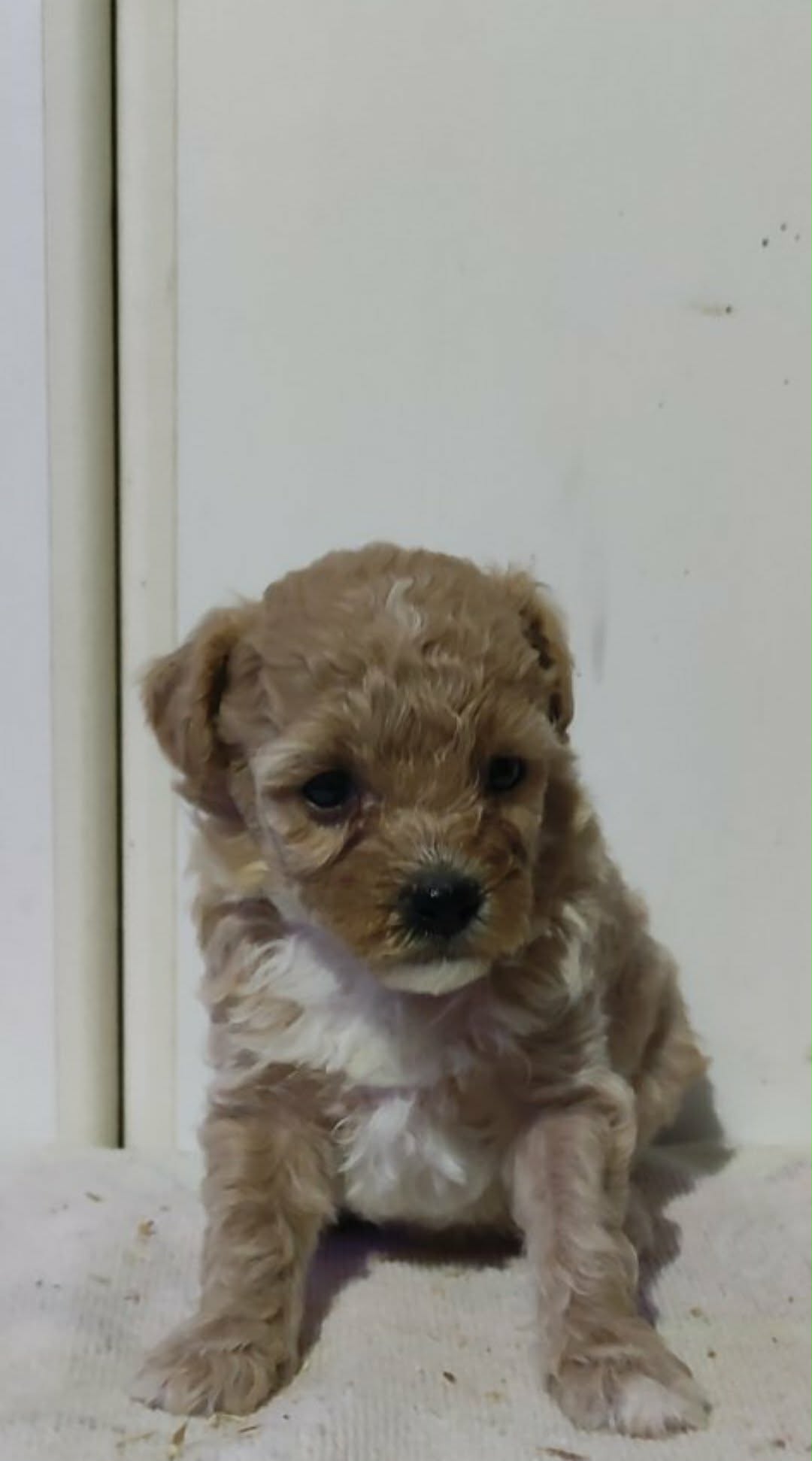 Maltipoo prelepi stenci