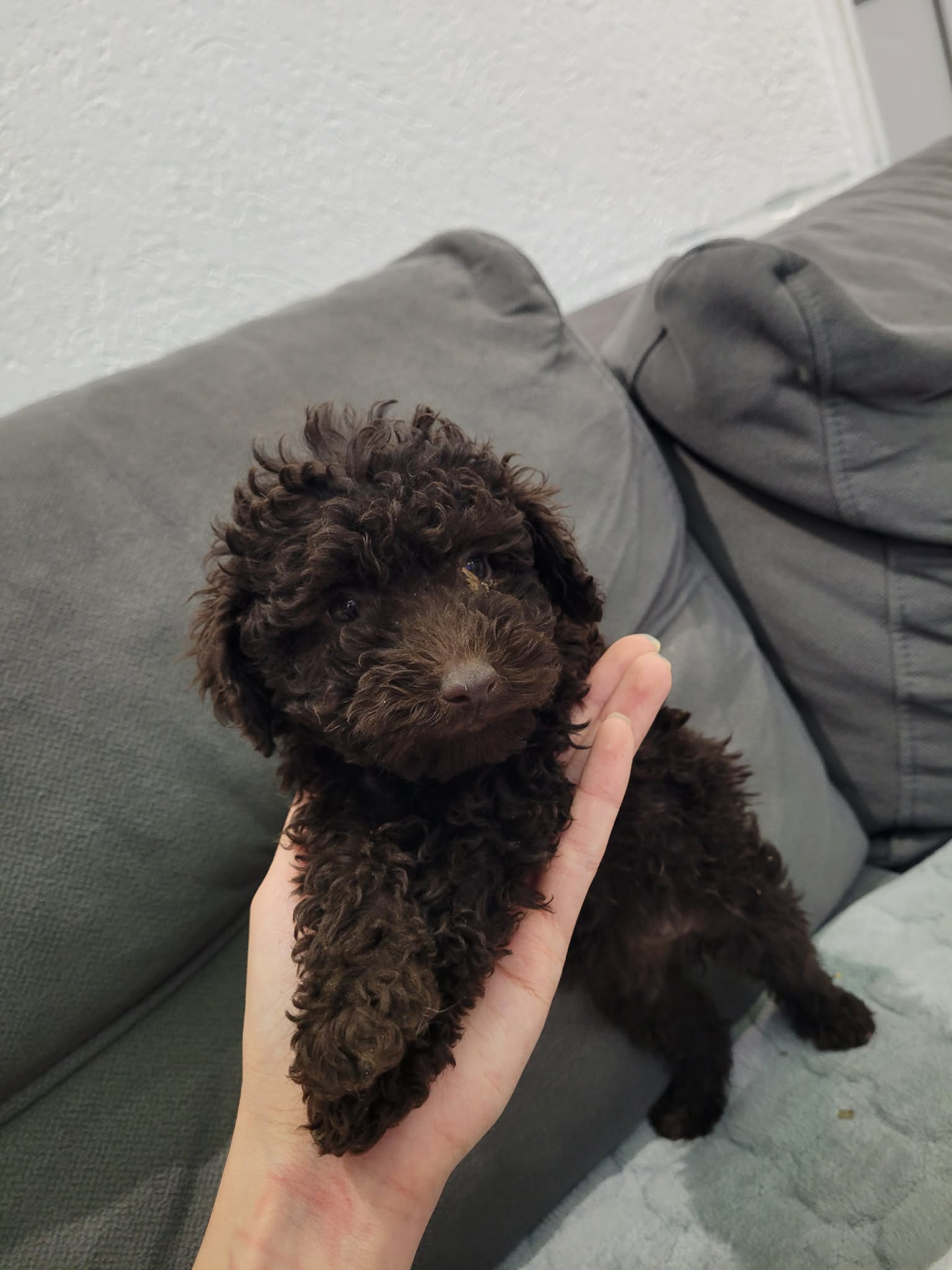 Toy Pudle na prodaju