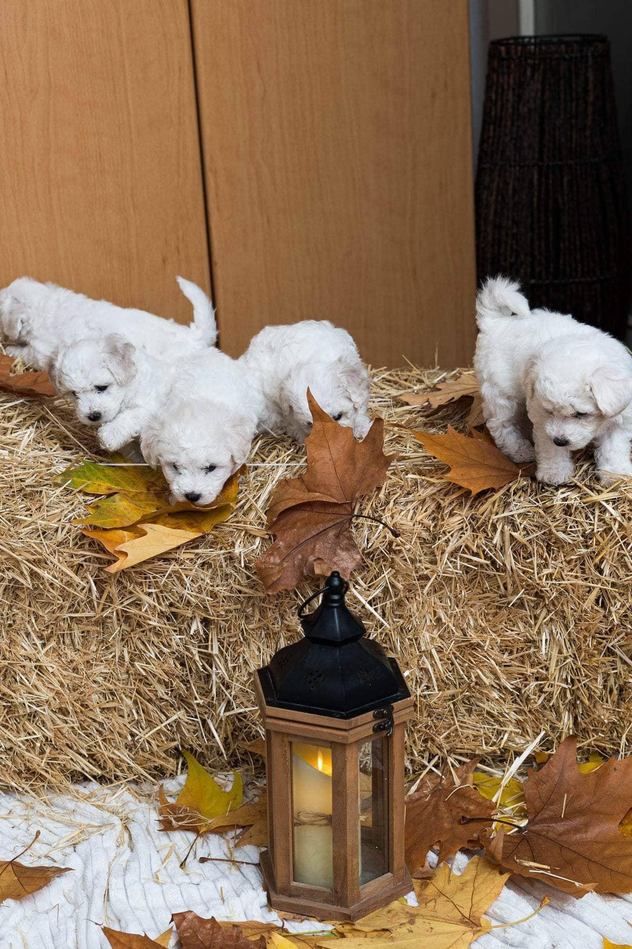 Kovrdžavi bišon štenci