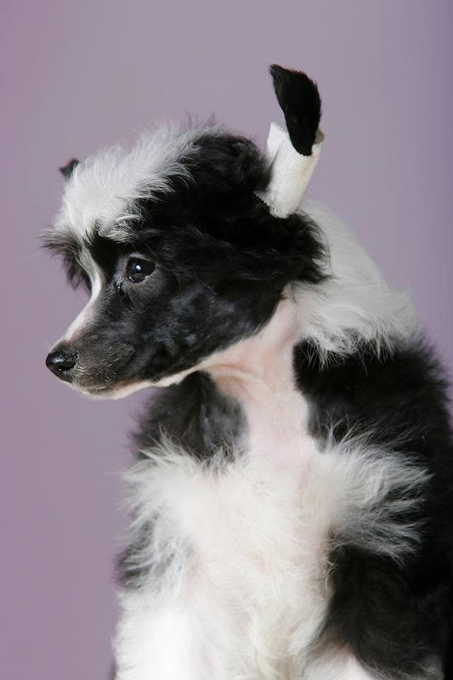 Kineski Ćubasti Pas Štenci