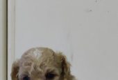 Maltipoo prelepi stenci