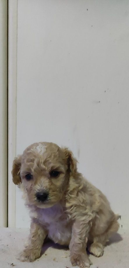 Maltipoo prelepi stenci