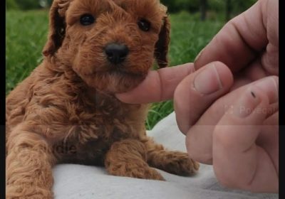 3b19868a-32a1-47e4-8537-0afc1d40fb5d