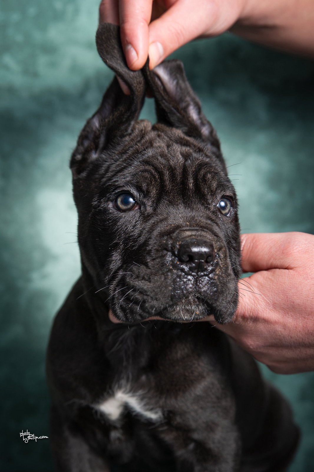 Cane Corso stenad