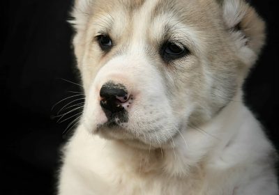 4c3c051f-2530-45b3-8c34-e9aabd8b8d9f