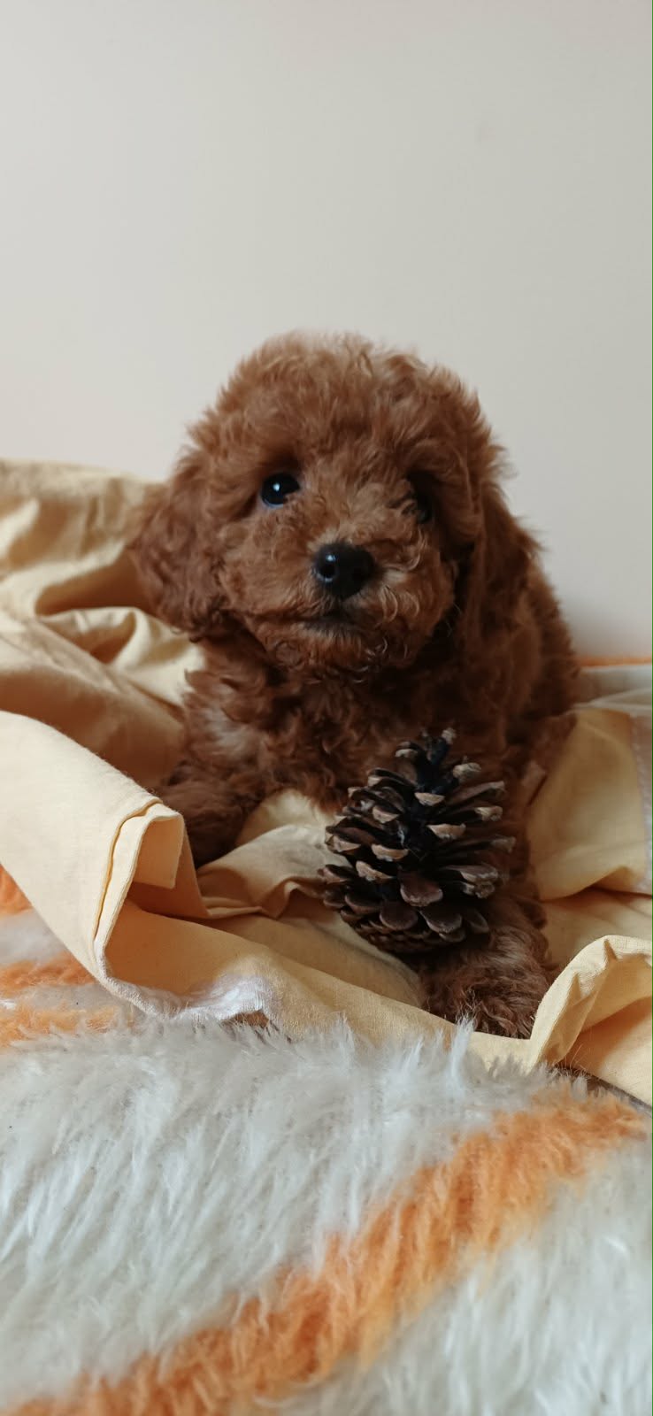 Toy Pudle na prodaju