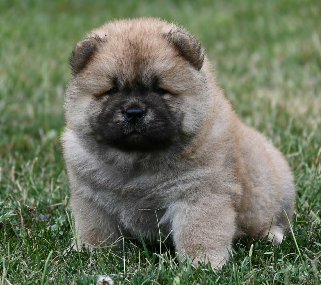 Chow Chow Cau Cau Čau Čau