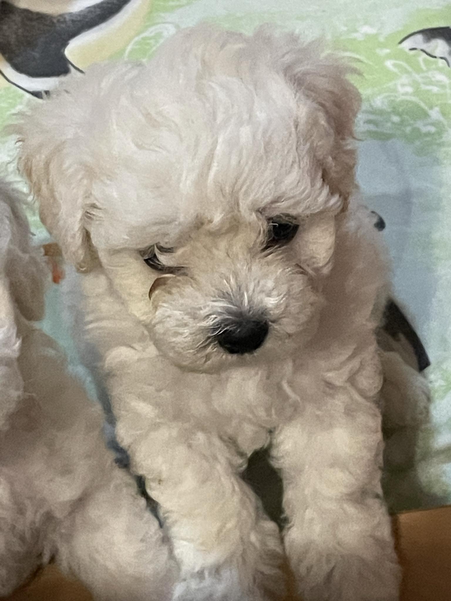 Kovrdžavi bišon štenci